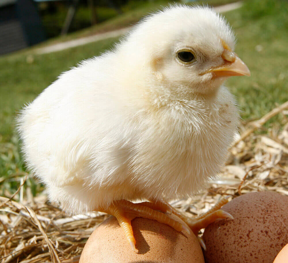 Easter attractions: Cotswold Farm Park
