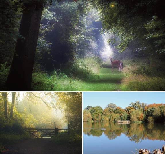 National Trust days out in Essex and Suffolk: Hatfield Forest