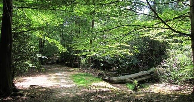 Ashdown Forest Walks: Five Hundred Acre Wood