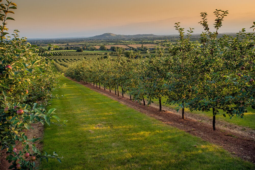Top 10 things to do in the Mendips: Thatchers Cider Orchards