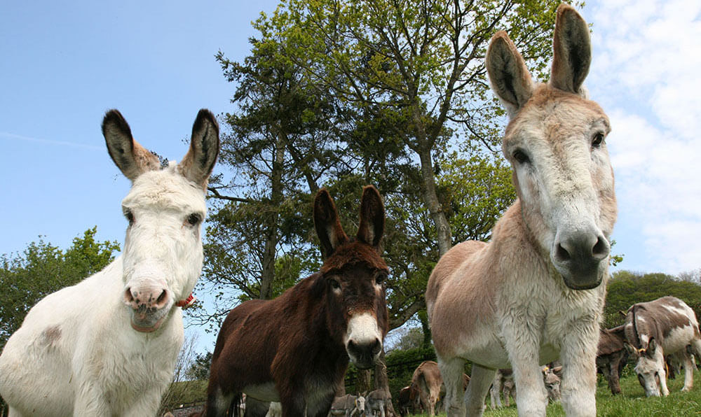 East Devon Holiday: The Donkey Sanctuary