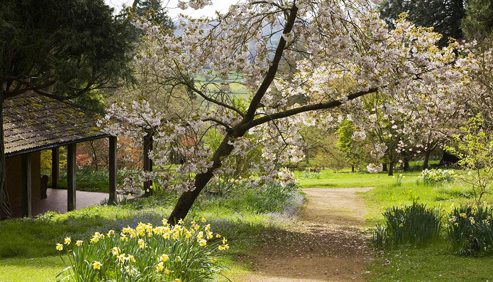 best gardens in the Cotswolds: Batsford Arboretum