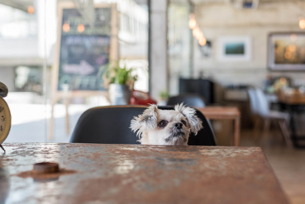 Here are some really lovely dog friendly beach bars and cafés in Cornwall around our holiday cottages where your dog will be made to feel as welcome as you. ..