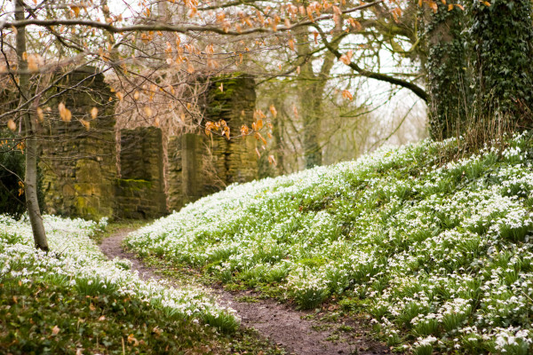 Galanthophiles can now get their flower fix whilst enjoying a late winter break at our holiday cottages with our ten top snowdrop spots!
