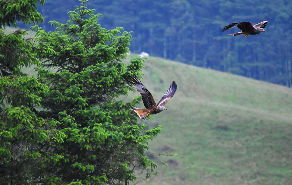 South Wales holiday cottage: Red Kites in the Brecon Beacons National Park