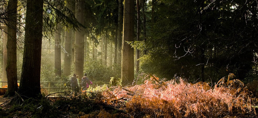 Autumn Walks: Thetford Forest by Andrew Stawarz
