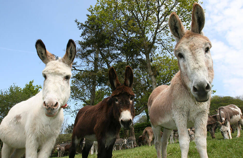 East Devon half term holiday cottage: Sidmouth Donkey Sanctuary