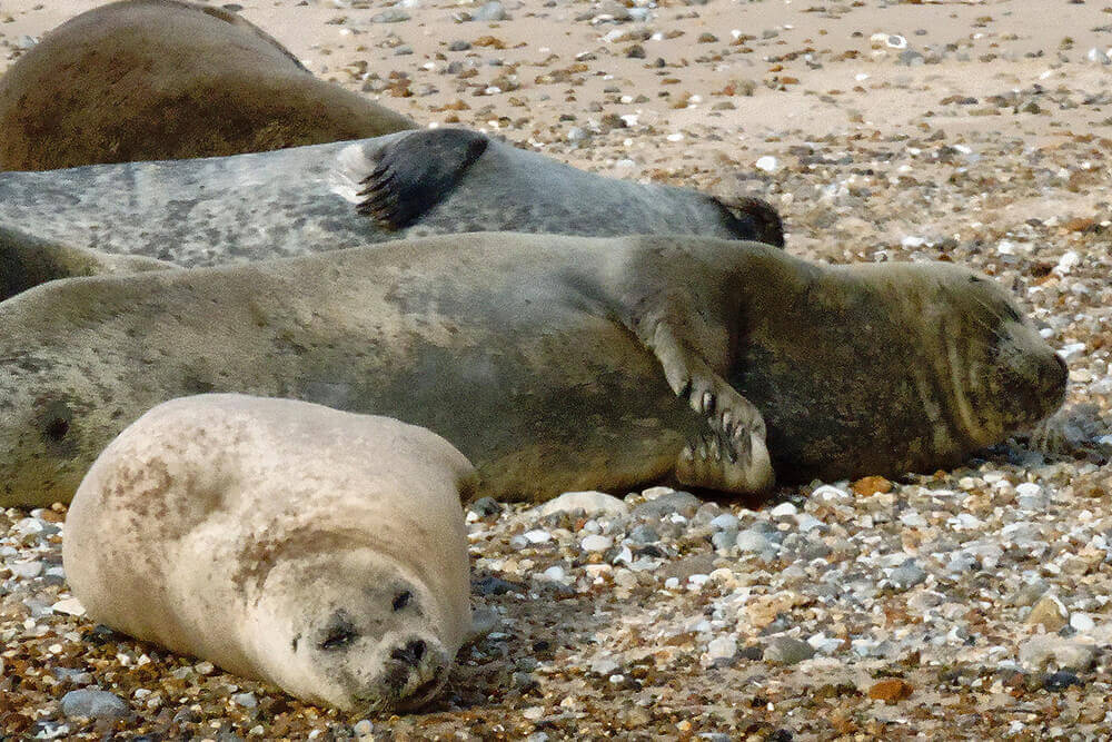 Top 10 things to do in Norfolk: Blakeney Seals