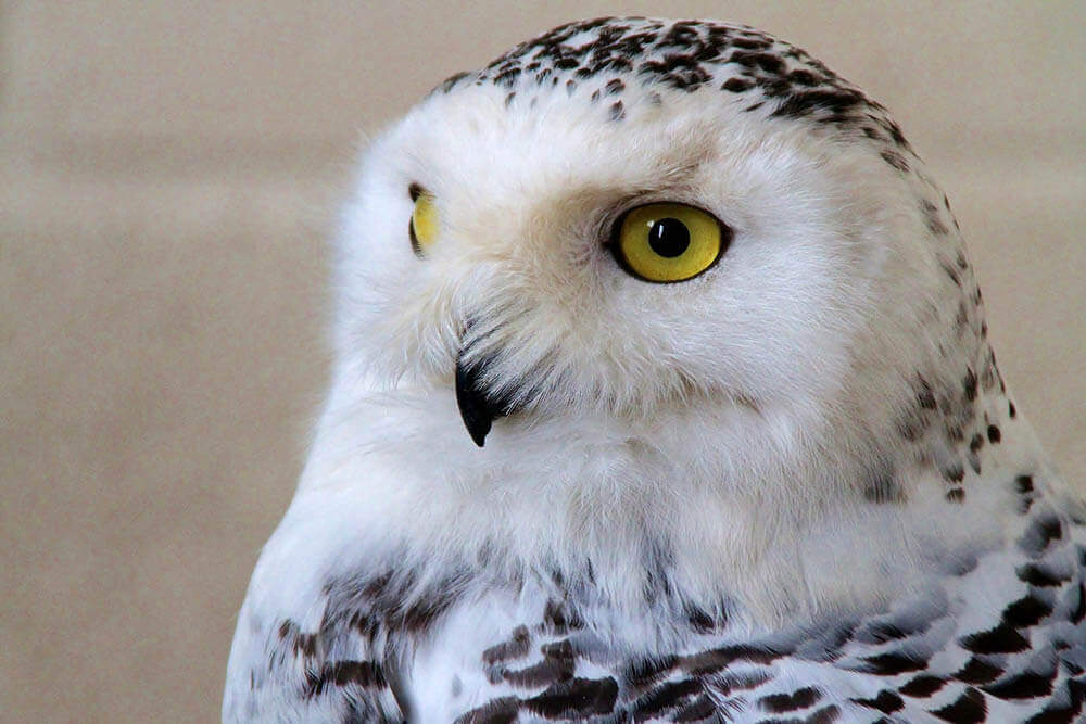 Harry Potter – Magical places in England: Snowy Owl
