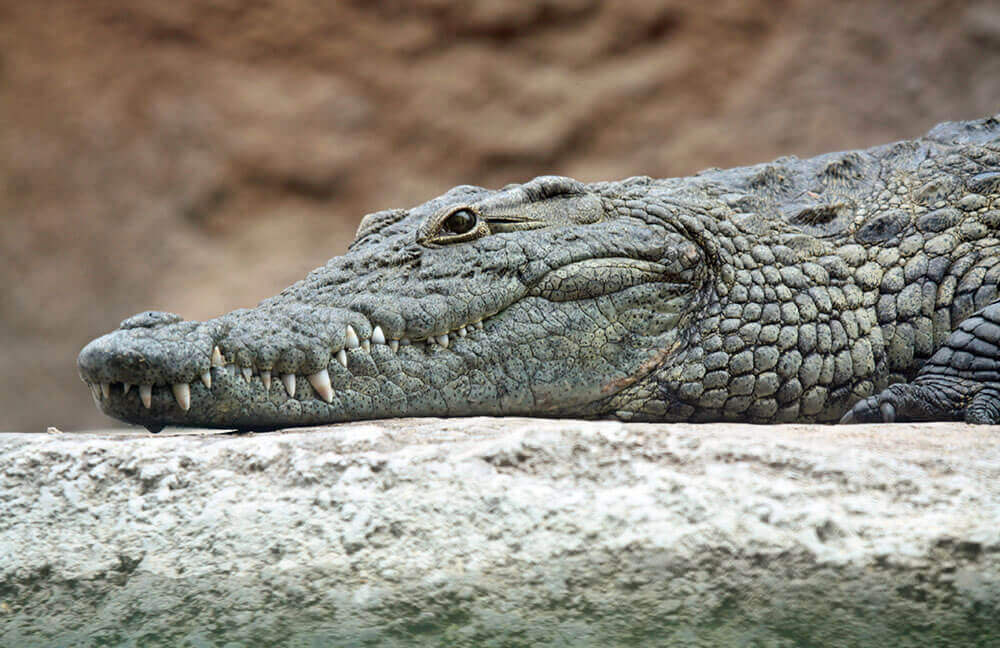 Surprising Cotswolds attractions: Crocodile