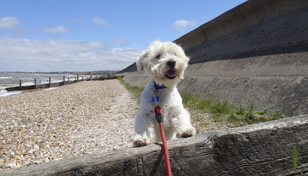 Dog-friendly attractions in Kent: Whitstable
