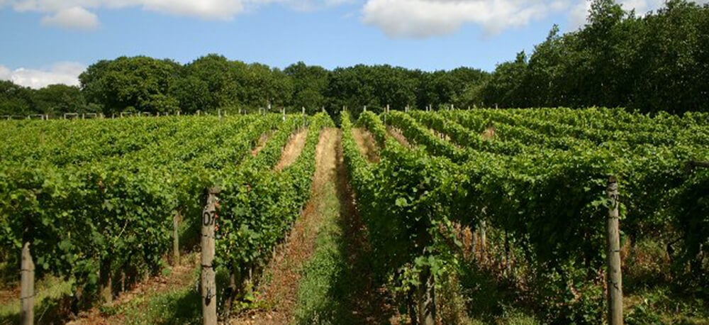 Vineyards and Wine Tasting: Wyken Vineyard, Suffolk