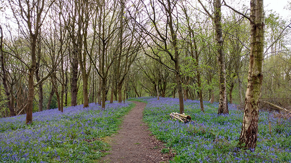 spring nature walks: Essex woodland with bluebells