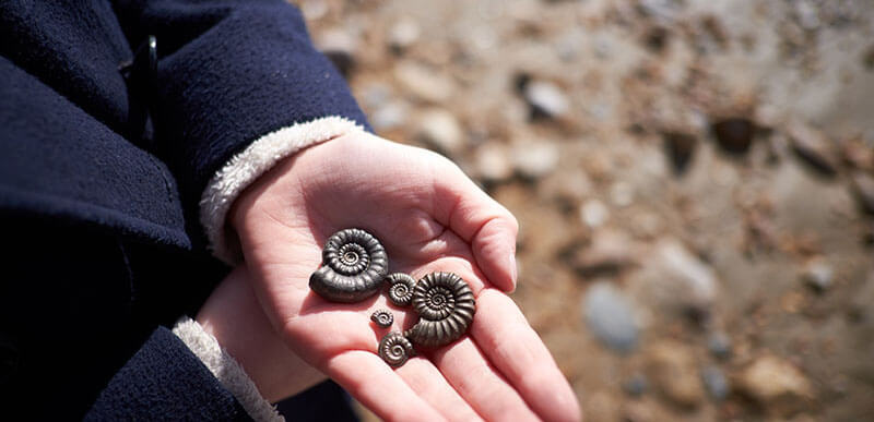 beach activities: fossil hunting