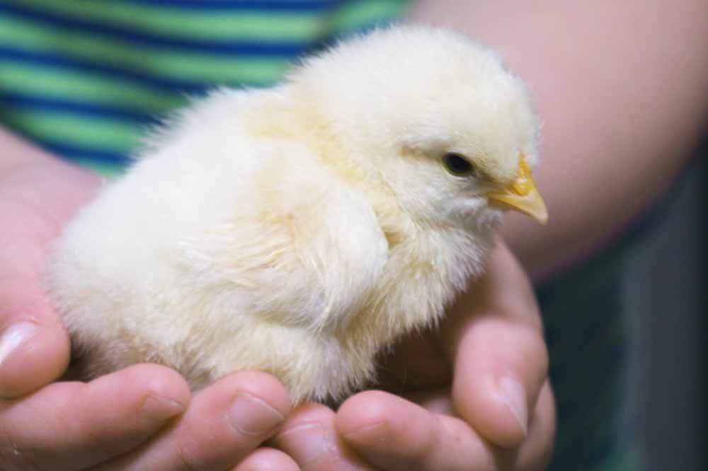 Easter holiday cottages: chick