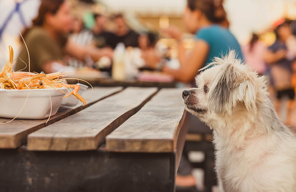 dog friendly days out in South East Cornwall: Dog Friendly Cafe