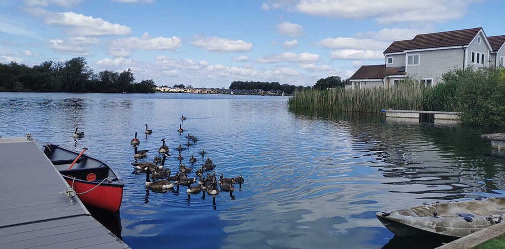 Cotswold Water Park: Canada Geese on The Landings Lake 