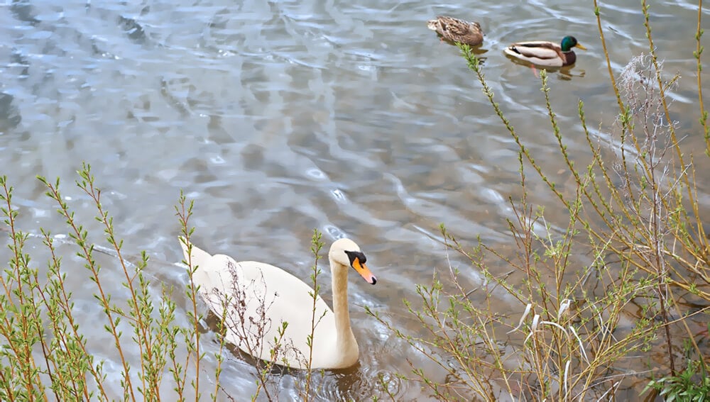 Cotswold Water Park holiday cottages: swans and ducks on Spring Lake