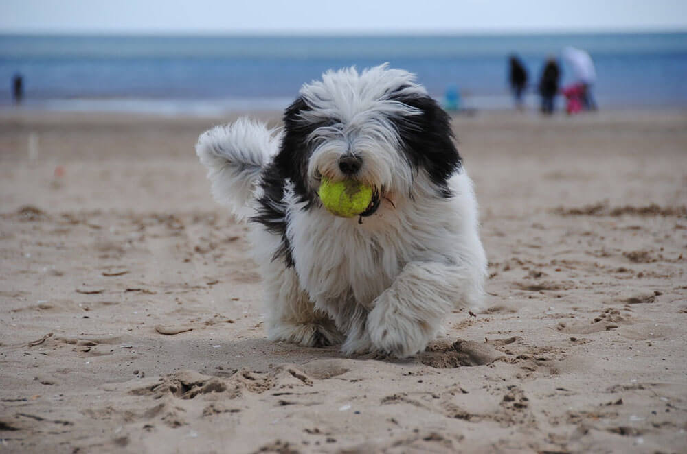 UK Winter break: Dog playing fetch on beach