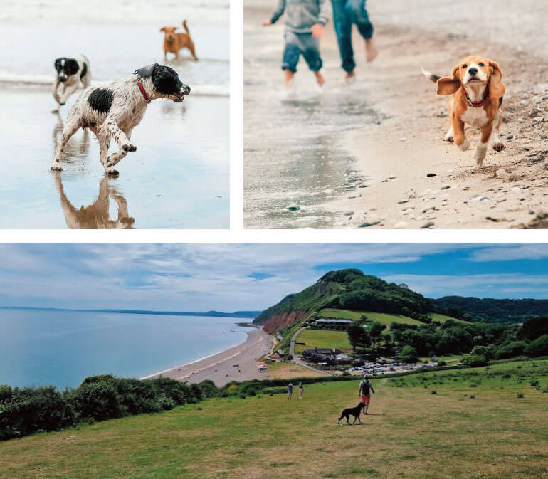 dog friendly days out in East Devon: Beaches