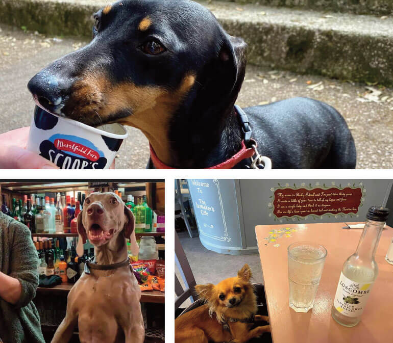 dog friendly days out in East Devon: Food and drink