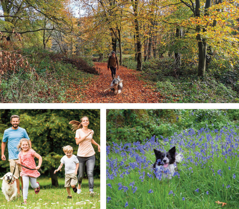 dog friendly days out in East Devon: Killerton in autumn, Burrow Farm Gardens