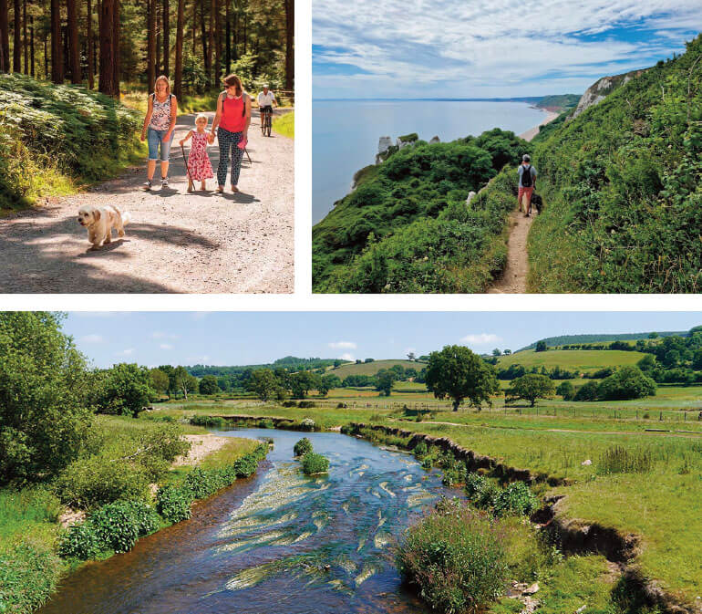 dog friendly days out in East Devon: Haldon Forest, SW coast path, Lower Otter Valley