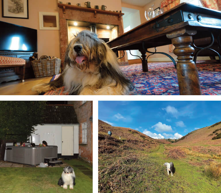 Dog-friendly holiday cottages: Staycation Holidays, various