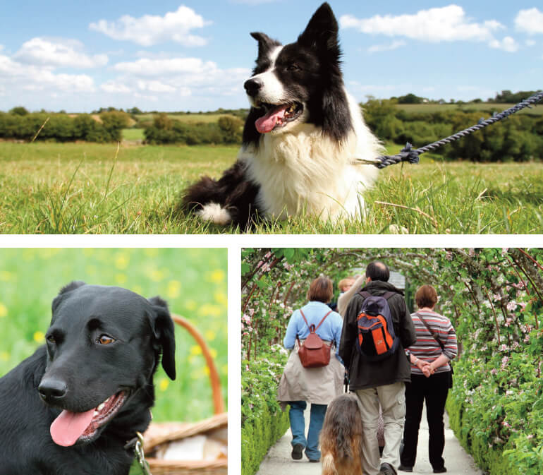 Dog friendly days out in Cornwall: Staycation Holidays, Lost Gardens of Heligan, St Austell, Cornwall
