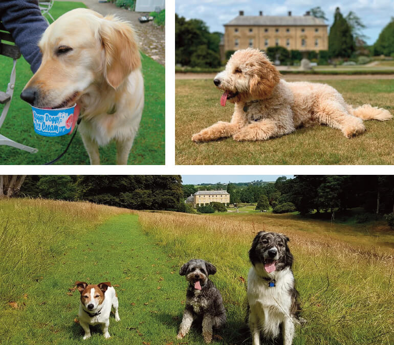 Dog friendly days out in Cornwall: Staycation Holidays, Pencarrow House & Garden