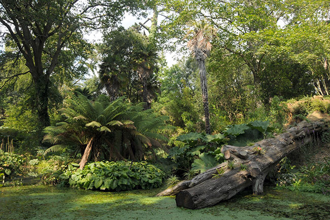 10 reasons to book a Dorset Holiday: Abbotsbury's sub-tropical gardens