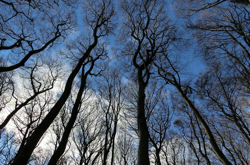 UK Winter break: Forest in winter