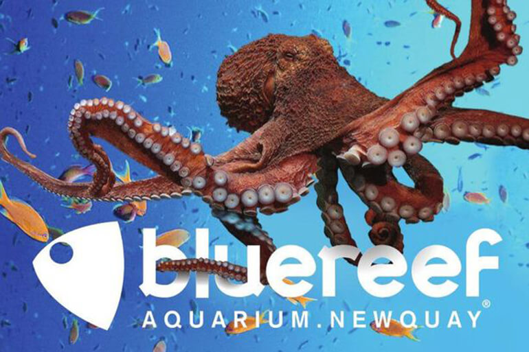 October half-term Activities in Cornwall: Staycation Holidays, Blue Reef Aquarium Newquay