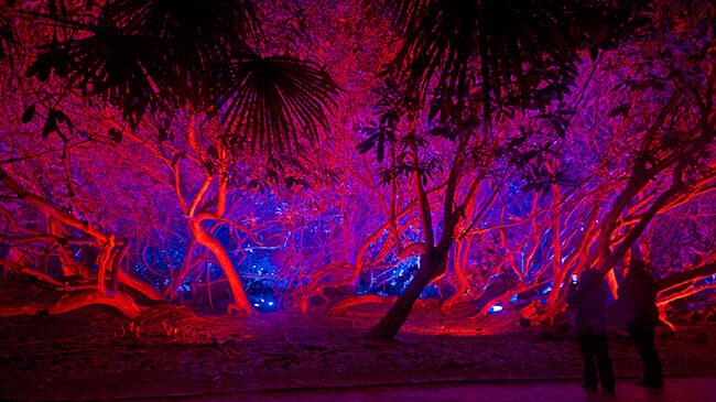 best Christmas light displays in the UK: Heligan by Night, Lost Gardens of Heligan, Cornwall