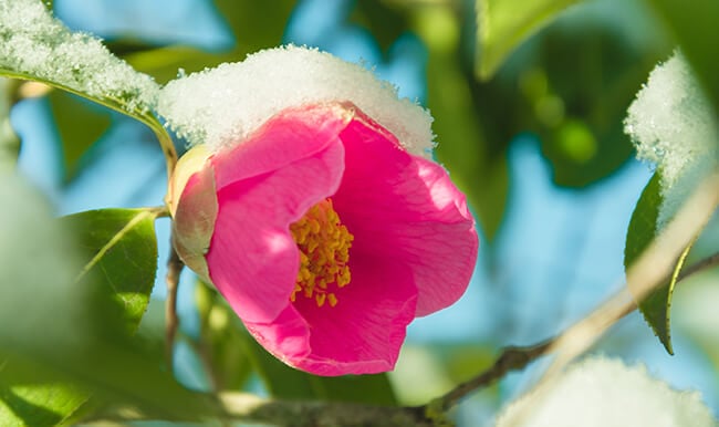 Lizard Peninsula Winter break: Camellias in winter
