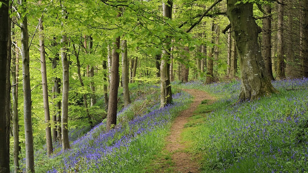 spring flower walks: Melmerby woods, Melmerby Estate, Cumbria