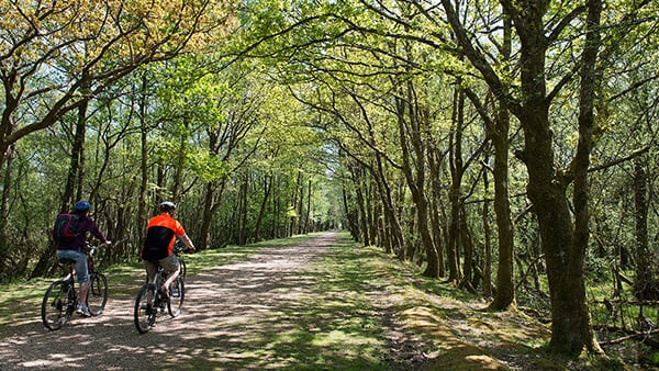 Cycling for Gold in the New Forest: The Old Railway Cycle Route, Burley