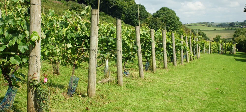 Vineyards and Wine Tasting: Quance Vineyard, North Devon