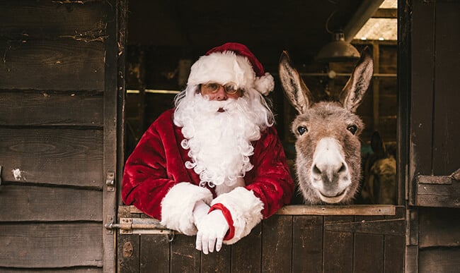 memorable Santa experiences in the UK: Christmas Fair at The Donkey Sanctuary, Sidmouth, Devon