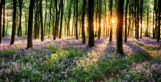 There is something magical about bluebells. Here’s a round-up of six of the best bluebell woods that promise the most spectacular show…