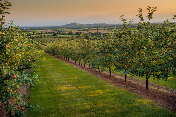 If you fancy a UK Staycation including a cider farm, take a look at our top picks all within a few miles of one of our cosy Staycation holiday cottages