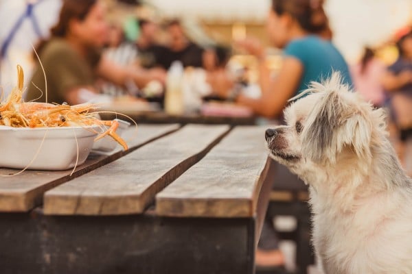 If you like your surroundings to be as appetising as your food, take a peek at these 8 dog friendly beach cafés in Cornwall near our pooch welcoming holiday cottages.