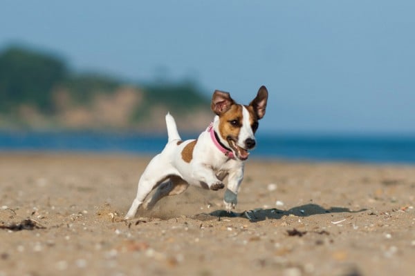 Our ‘pawfect’ cottages are fantastic venues for dog friendly days out in South East Cornwall. Enjoy miles of walks and beaches plus a great selection of days out for the WHOLE family. So, take our lead, don’t leave your canine chum at home and read on! 