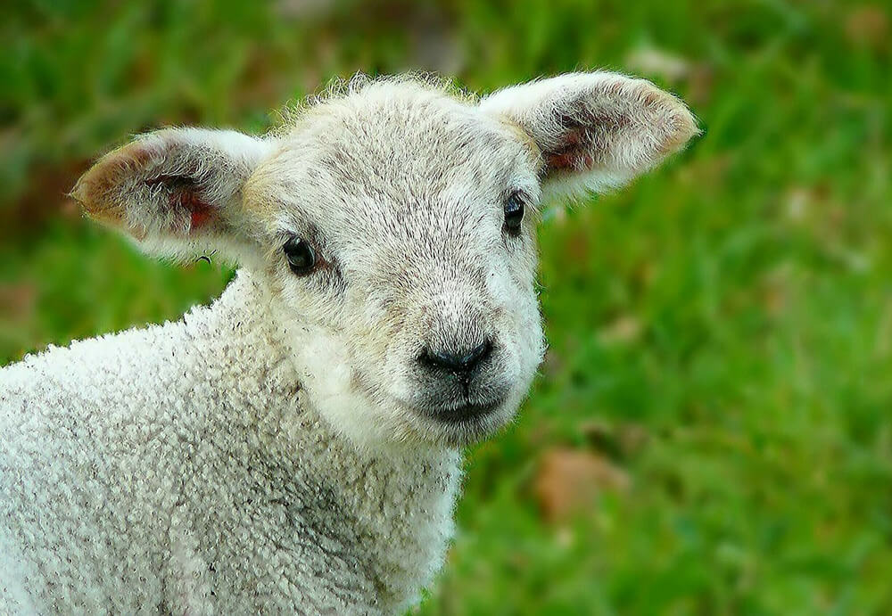 Easter cottages: Spring lamb