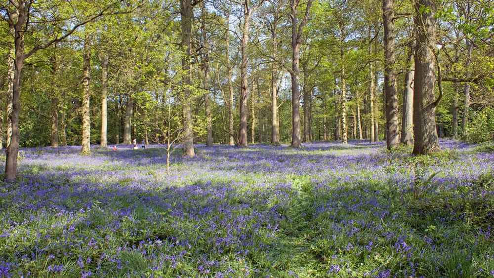 spring flower walks: Blickling woodland in spring by Spencer Wright