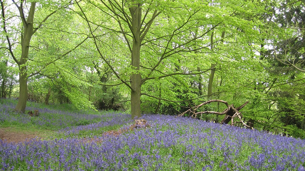 spring flower walks: Essex woodland with bluebells