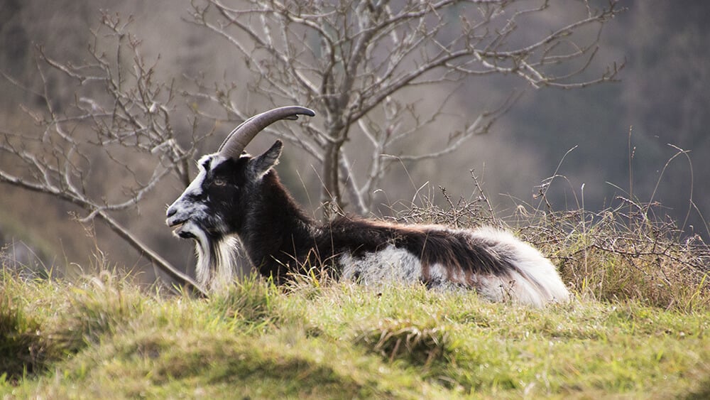 spring nature walks: Primitive goat at Cheddar Gorge