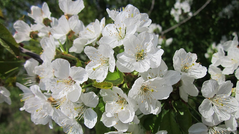 spring nature walks: cherry blossom, Kent