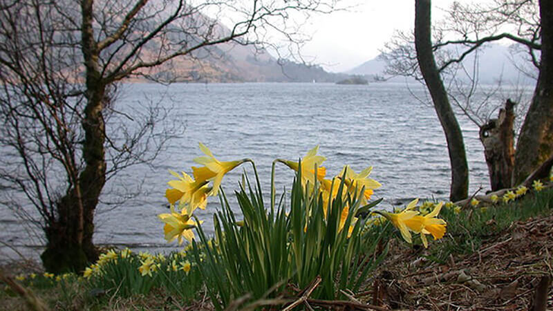 spring flower walks: Daffodils on Lake Ullswater