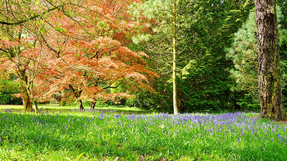 spring nature walks: Westonbirt Arboretum in spring
